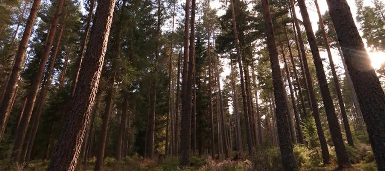 Photo of a forest of pine trees, backlit by the sun, with heathers in the foreground