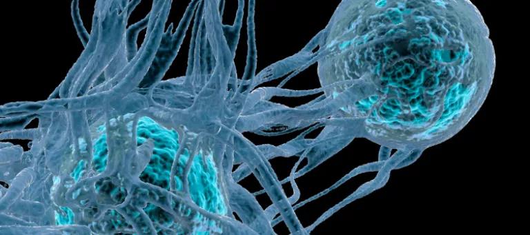 Cancer cells