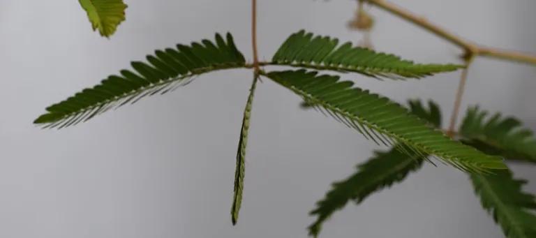 Still from a video of a mimosa leaf with partially closed leaflets
