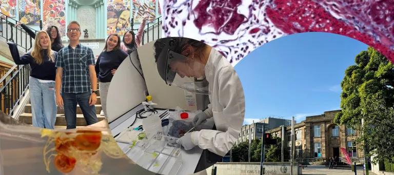 A collage of people on stairs, lab work, microscopic tissue, a campus building, and a small aquatic organism.