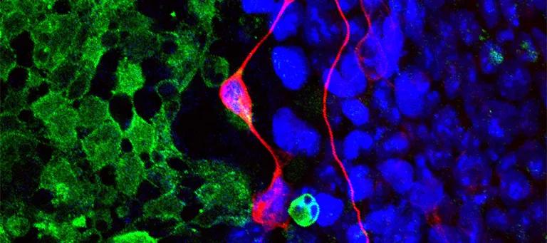 A field of green cells encountering a field of blue cells and driving neuronal induction in blue cells