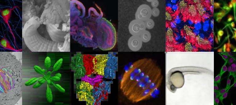 collection of images of different cells