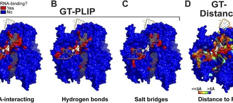 Cas9 binding DNA and RNA