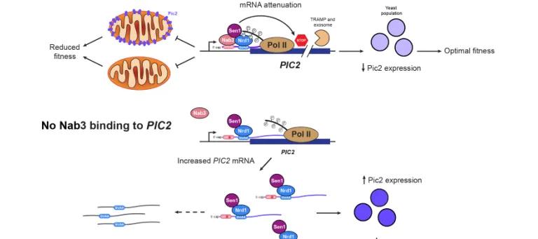 schematic of the Nrd1-Nab3-Sen1 transcriptional termination complex function