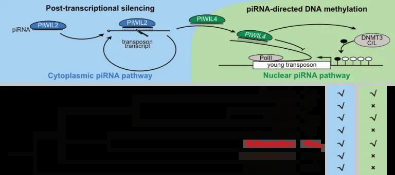 Schematic of post transcriptional silencing
