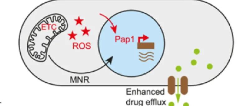 Diagram of the model for the mechanism of drug resistance by mutation or epimutation of cup1 or ppr4. 