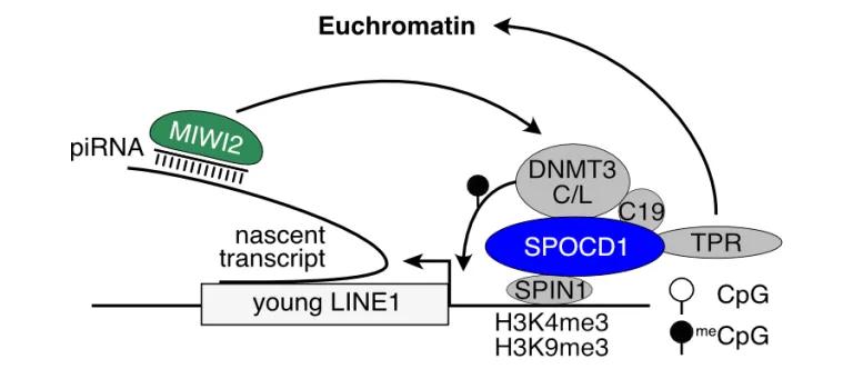 Diagram of the mechanism of SPOCD1 localisation.