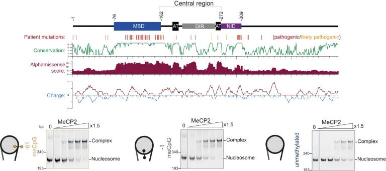 Location of pathogenic mutations in MeCP2