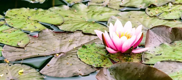imps water lily