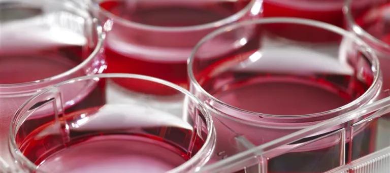 Dark Red Tissue Culture 