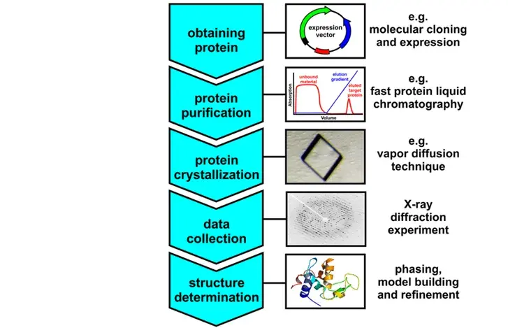 diagram of protein crystallisation workflow