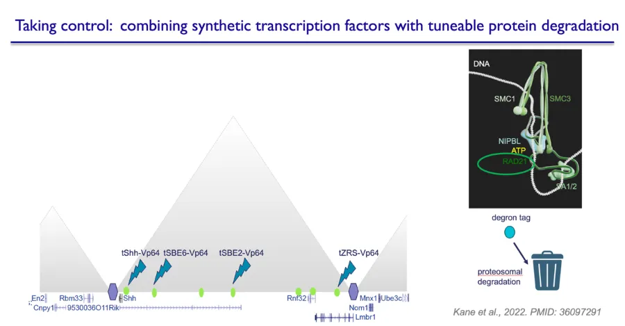 schematic of tuneable protein degradation