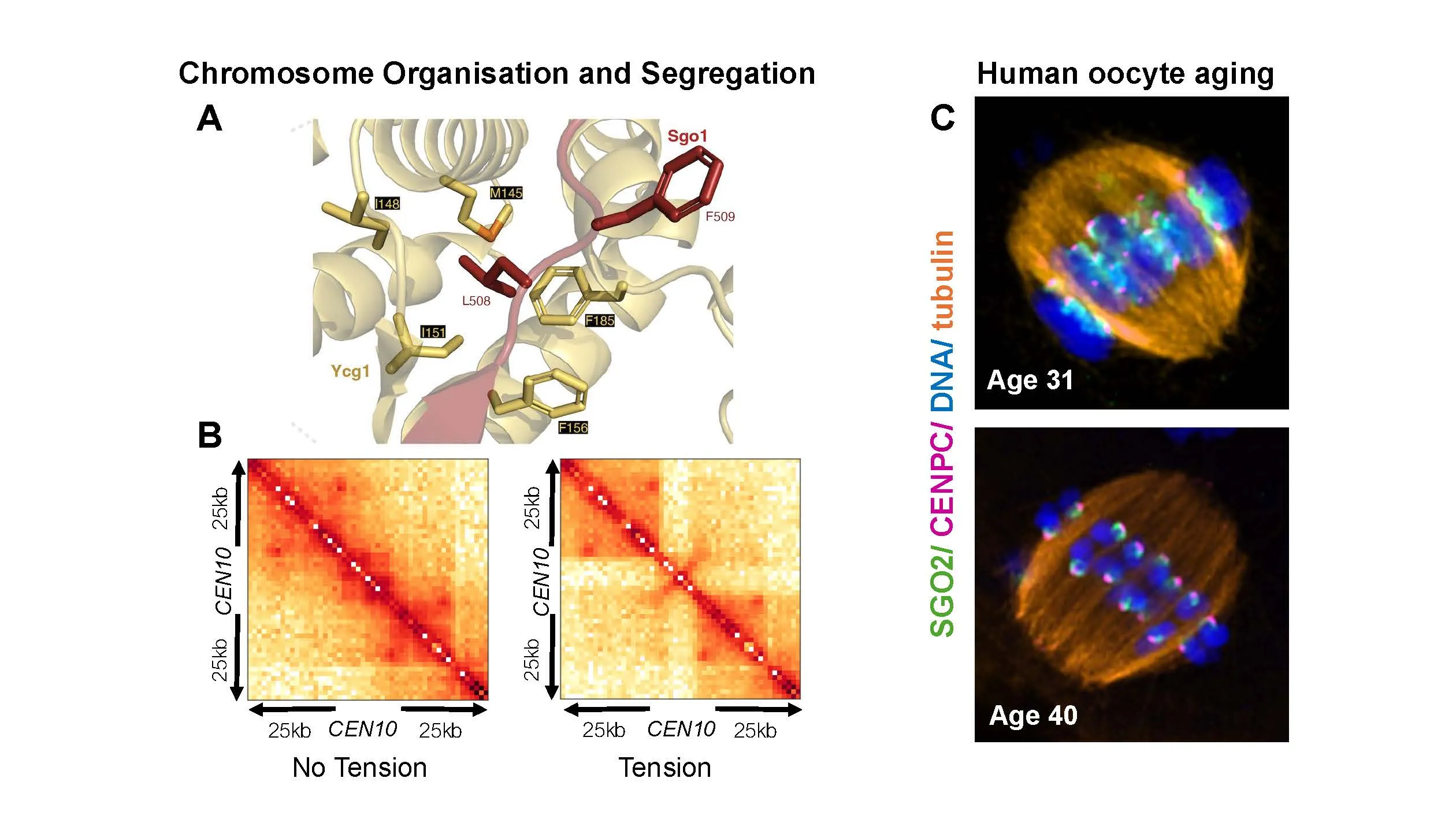 Figure showing chromosome segregation in oocytes