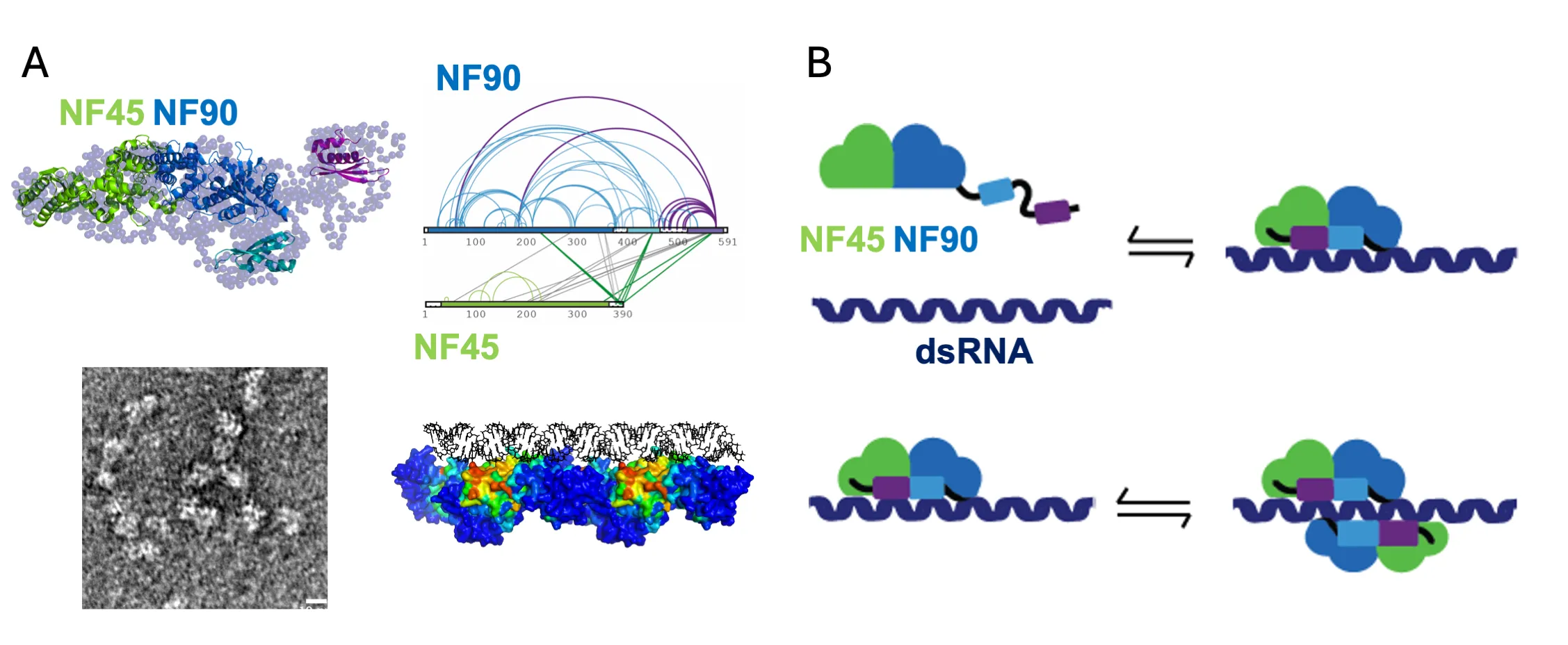 Diagram of Protein and RNA complexes
