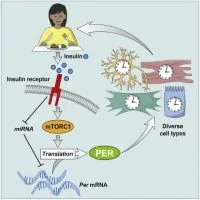 cartoon of the effect of insulin on different cell types