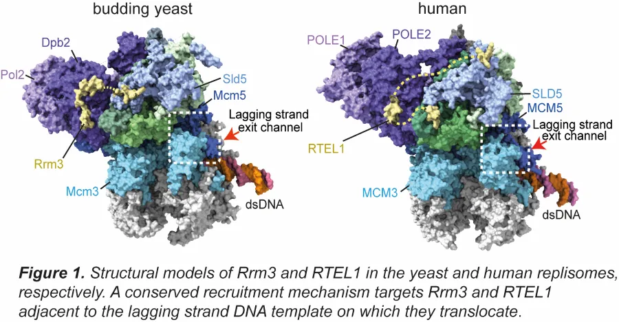 Two structural models of a protein