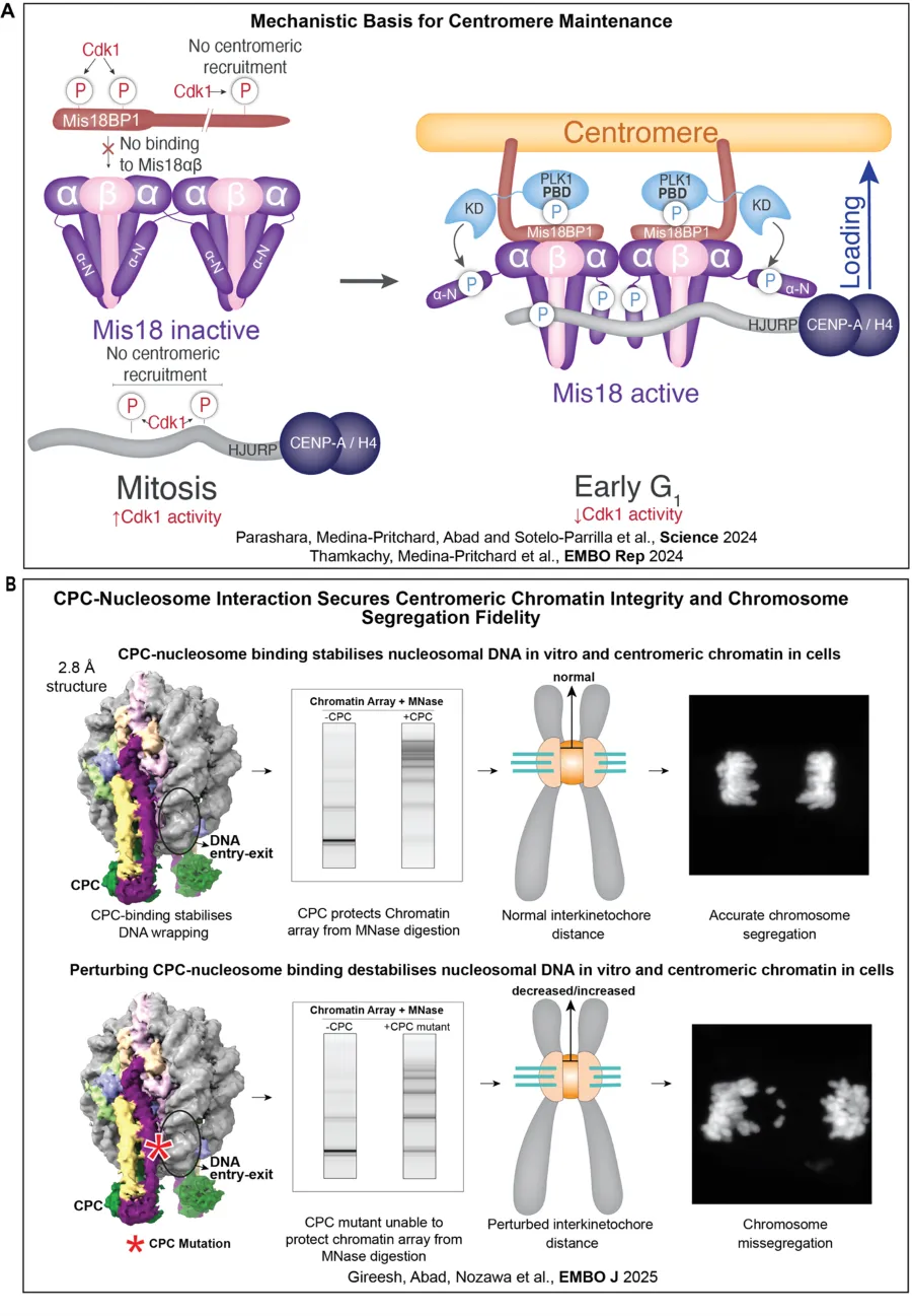 Figures showing centromere maintenance and how CPC-nucleosome interaction is required for centromeric chromatin function