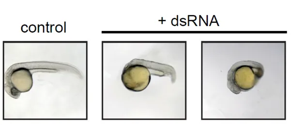 photos of developing zebra fish embryos