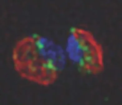 color image of 2 cells