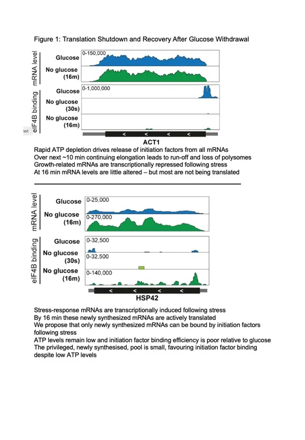 figure showing levels of RNA