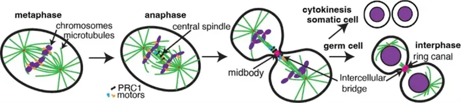Schematic of cell division