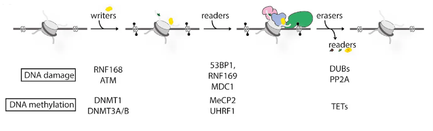 Schematic of the cycle of epigenetic modifications in the cell