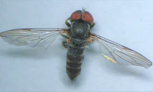 Photo of the parasitoid big-eyed fly