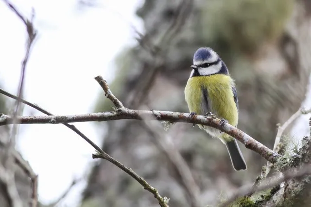Blue Tit