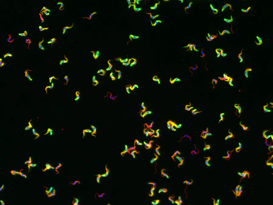 Trypanosome Parasites