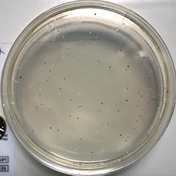 CRISPR based gene activation in bacteria