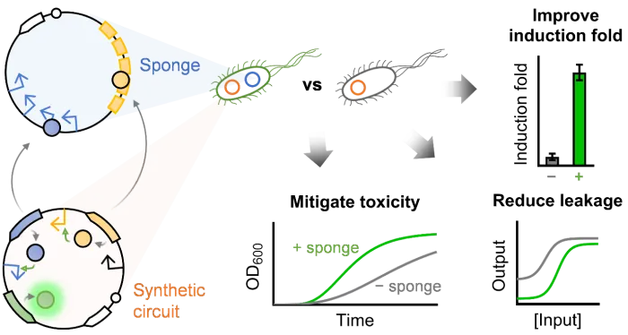 DNA Sponge - image from Nature Paper