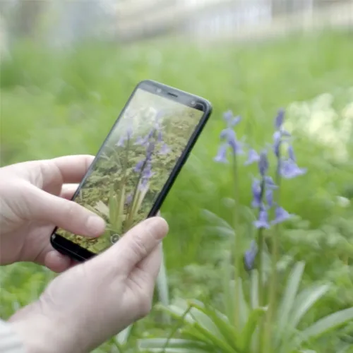 iNaturalist biodiversity app used to photograph bluebell video still