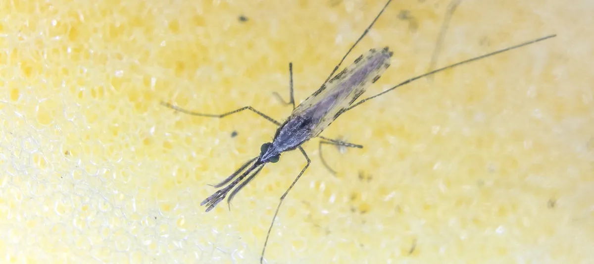 Close up of female mosquito (Photo from the Reece lab)