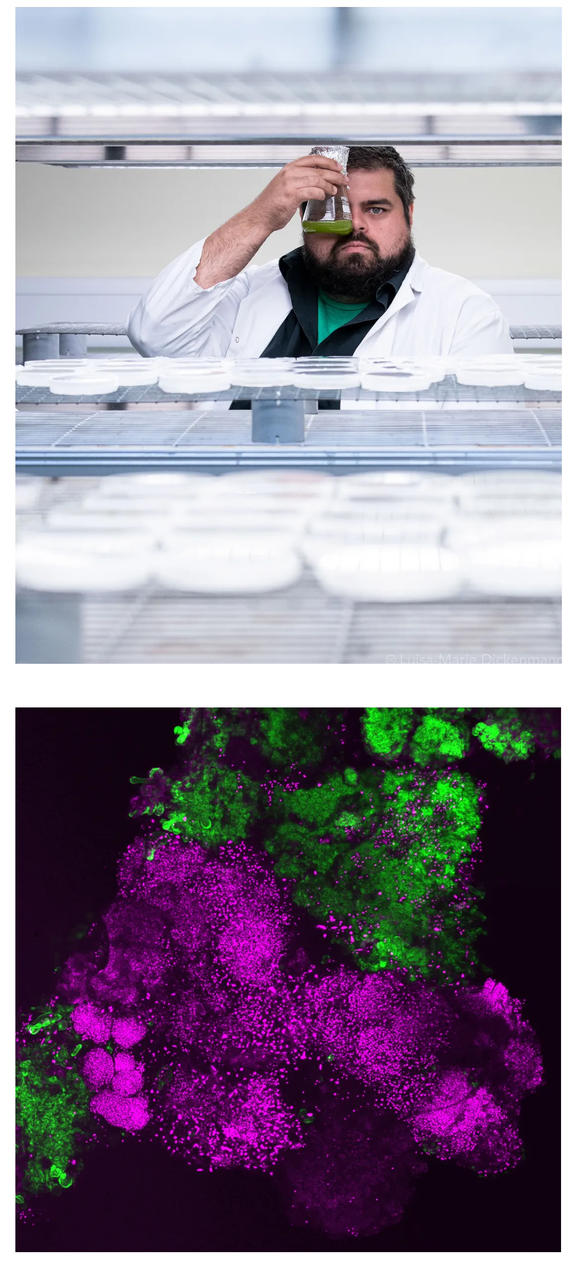 Chimeric tissue formed between plant cells with different genetic makeup, visualised with different fluorescent markers under the microscope