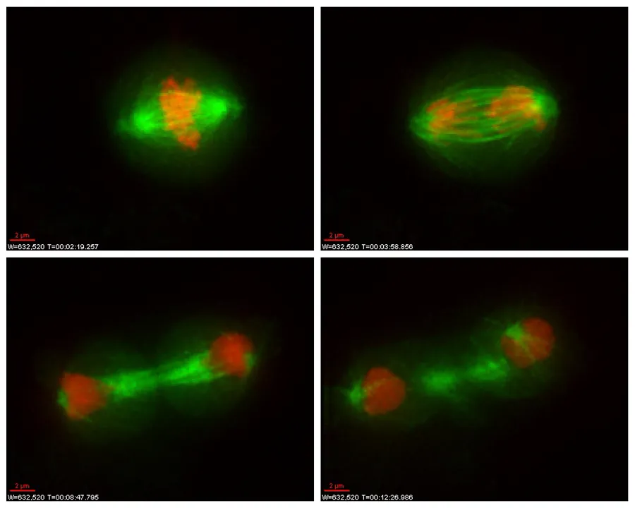 Cell division - the centromere is found where identical chromosome strands are tethered together and forms a point of attachment for long fibres, called the mitotic spindle, that pull them apart as the cell divides