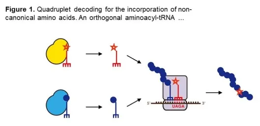 Using a quadruplet codon to expand the genetic code of an animal