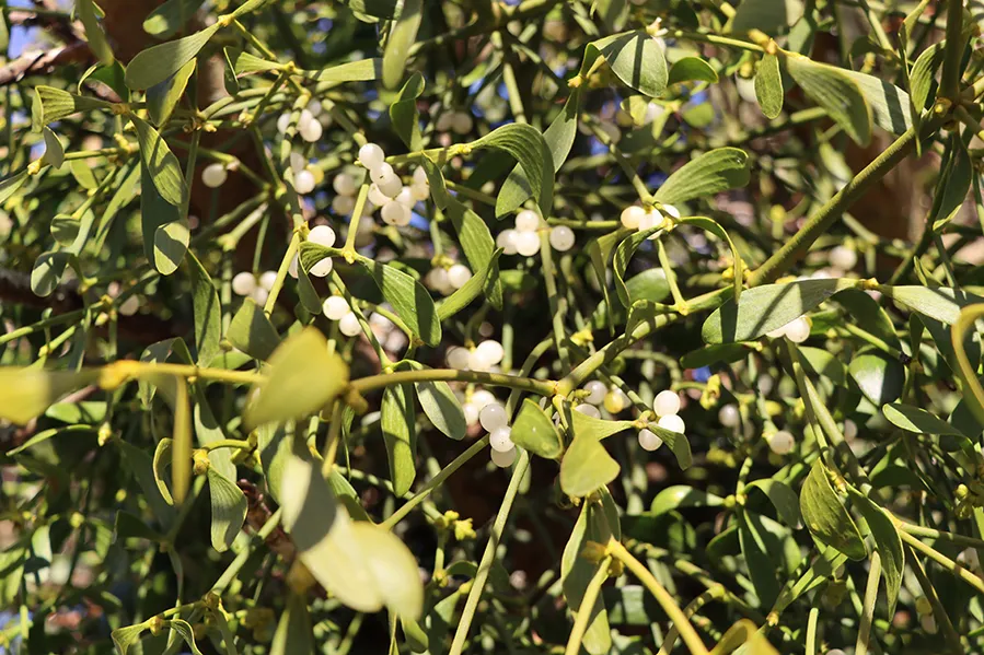 Photo of a misteltoe plant with white berries