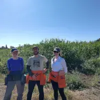 Three people stand in front of a field of maize plants. 