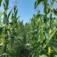 A field of maize