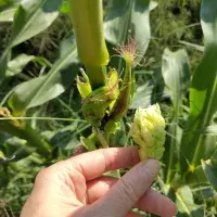 Hand holding a mutant maize ear with a background of maize leaves. 