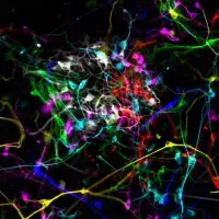 Overlay of seven different images of pluripotent stem cell-derived neurons, each image false coloured in a different colour.