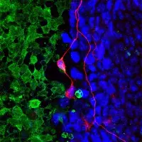 A field of green cells encountering a field of blue cells and driving neuronal induction in blue cells