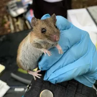 Close up photo of a fieldmouse being held by a gloved hand