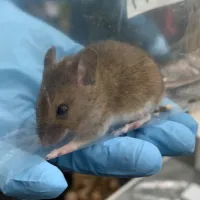Close up photo of a fieldmouse being held by a gloved hand