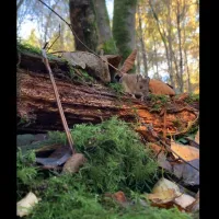 Photo of a fieldmouse on a log surrounded by moss and fallen leaves