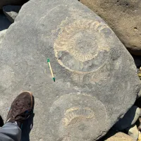 A large ammonite fossil found on the Jurassic coast