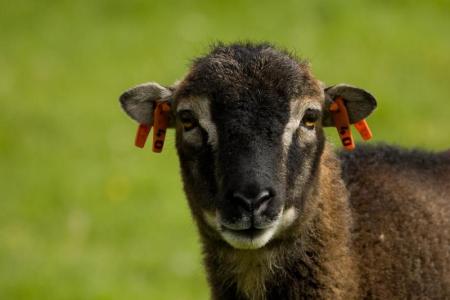 Sheep with tags in ears.