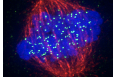 Mitotic spindle, the cell division machinery made of microtubule filaments, attaching to the centromeres to segregate identical copies of the cell’s DNA during cell division 