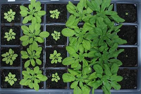 McCormick-Arabidopsis-Rubisco-Mutants