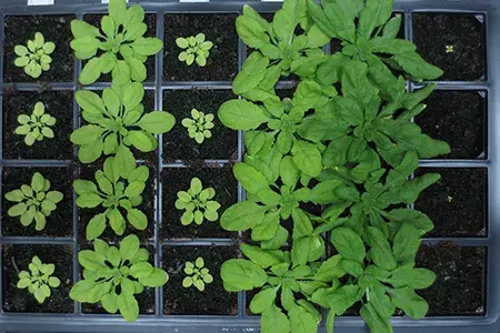 McCormick-Arabidopsis-Rubisco-Mutants